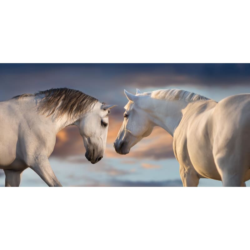 Horse paintings for sale - Dream Horse